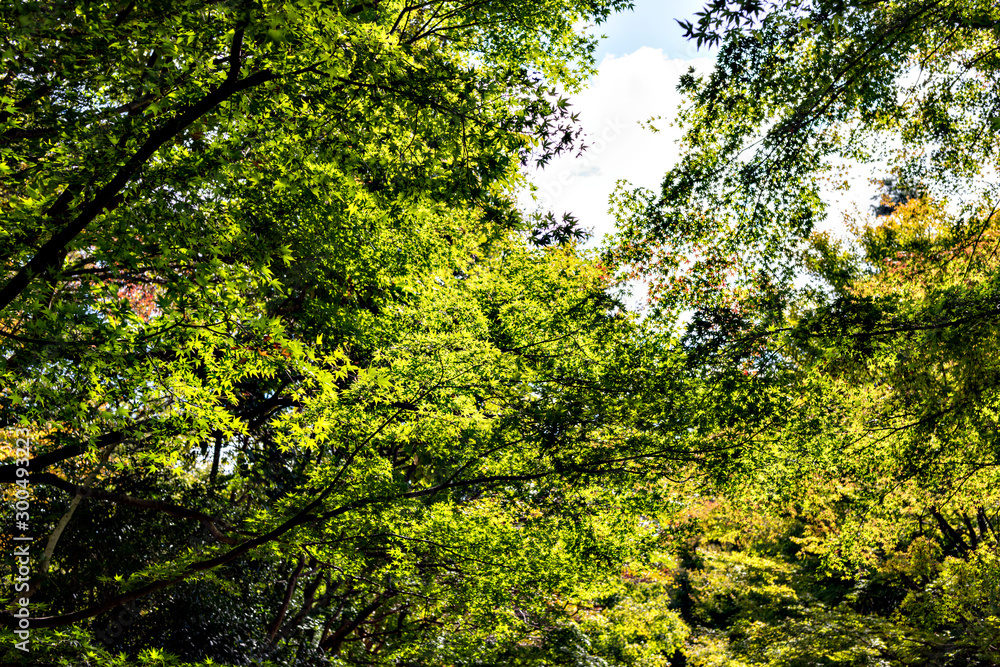 View of forest park in Kobe in early autumn View of forest park in Kobe in early autumn