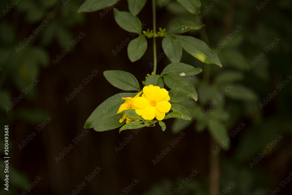 yellow flower on green background yellow flower on green background