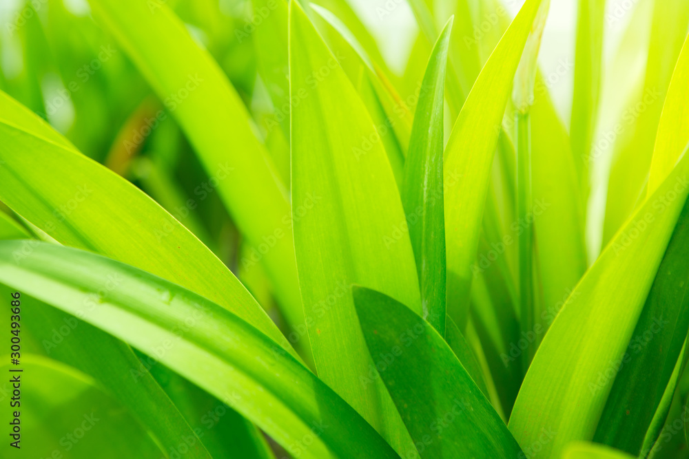 Close up of Beautiful green leaf texture background with warm light Close up of Beautiful green leaf texture background with warm light