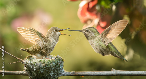 Baby hummingbird opening mouth for food from mother