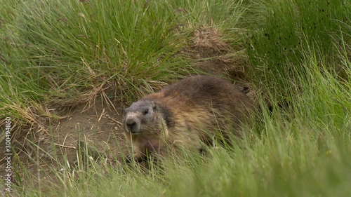marmot in National Park , Murmeltier am Grossglockner , Austria