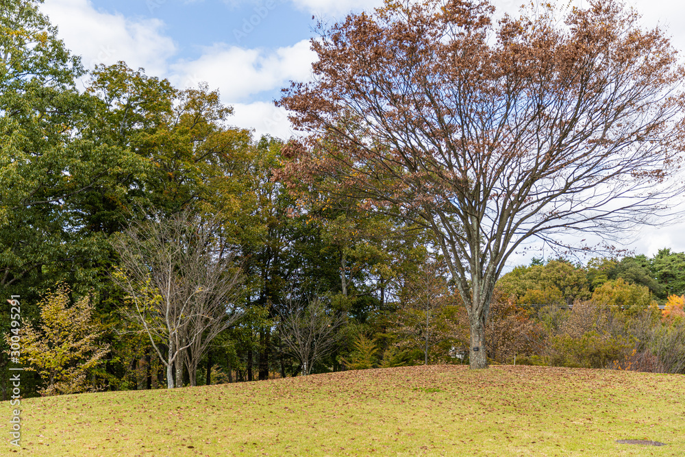 Obraz premium 秋 丘 枯れ木