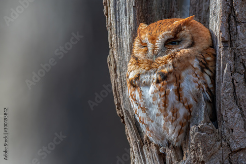Closeup portrait of an Eastern Screech Owl perched in a tree.