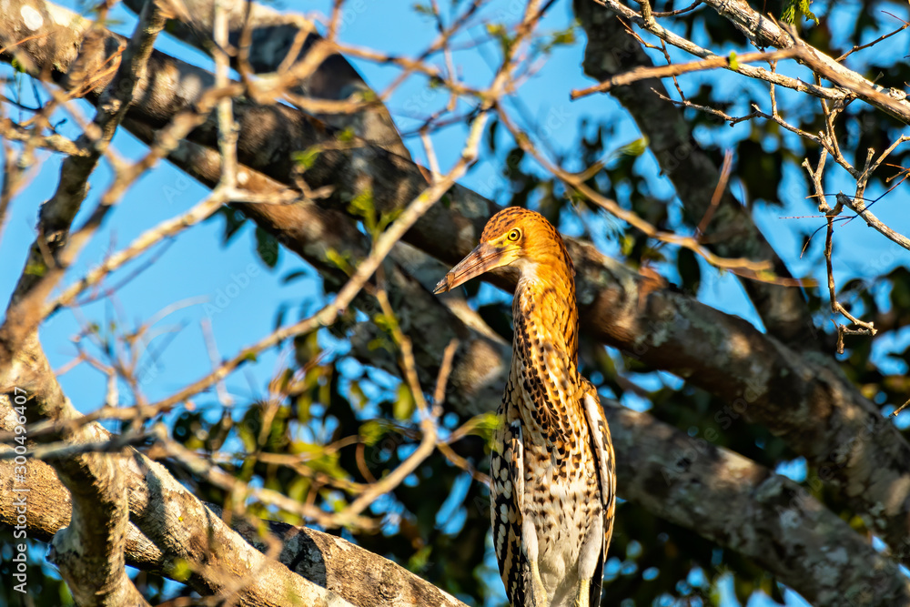 Obraz premium Pinnated Heron