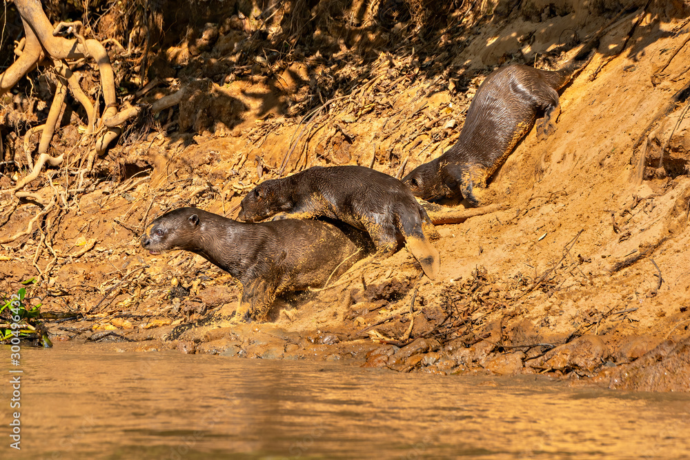 Fototapeta premium Great River Otter Trio #5