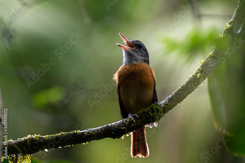 bird singing photo