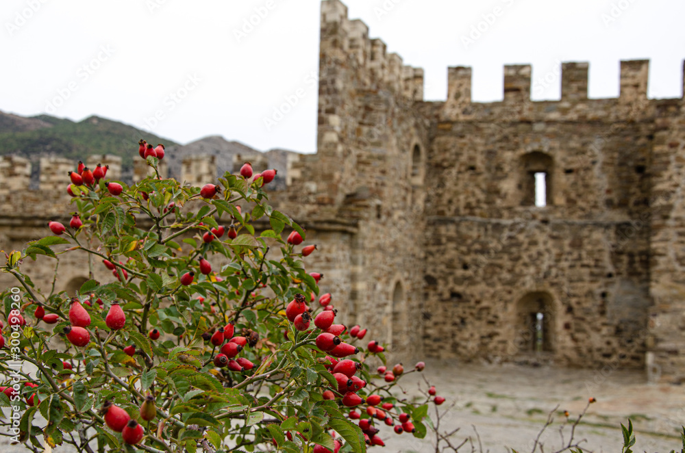 Mountain rose hips in the courtyard of an old fortress.