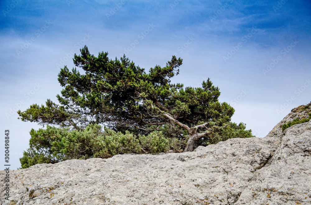 Mountain landscape, slope, mountain conifer on a rock.