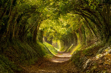 Foto auf Leinwand Wald Halnaker-Baumtunnel in West Sussex UK mit Sonnenlicht. Dies ist eine alte Straße, die der Route der Stane Street, der alten Straße von London nach Chichester, folgt.  © Lois GoBe