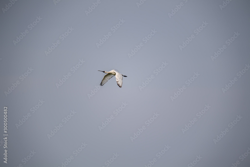 Black-faced Spoonbill With Antenna in Mai Po Nature Reserve, Hong Kong (Formal Name: Platalea minor) Black-faced Spoonbill With Antenna in Mai Po Nature Reserve, Hong Kong (Formal Name: Platalea minor)