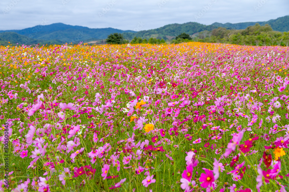 Cosmos flower blooming with pink and yellow