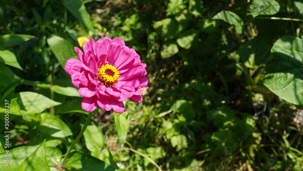 zinnia flower in garden field zinnia flower in garden field