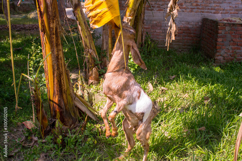 Goat eating leaf  in garden