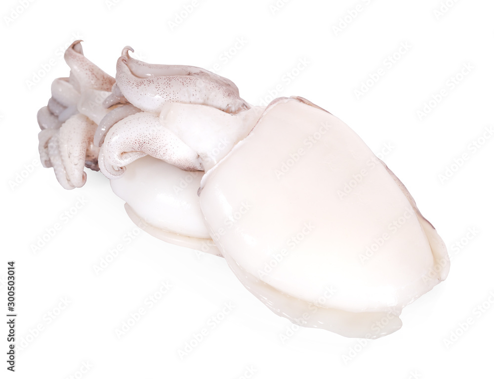 Fototapeta premium Small freshly squids. Group on row isolated over white background