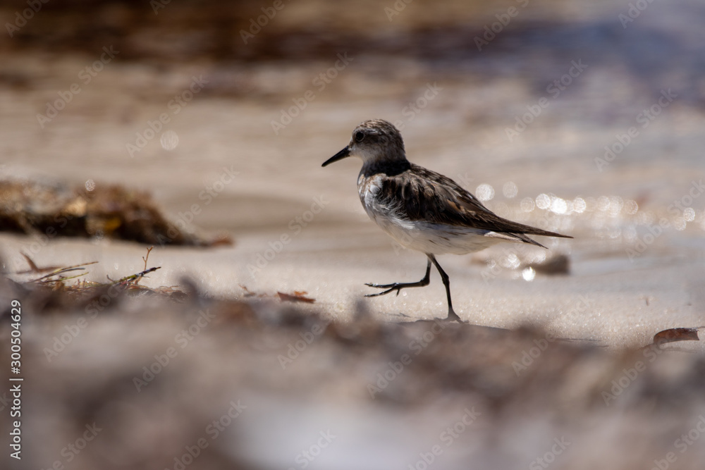 Rottnest Island Birds Rottnest Island Birds