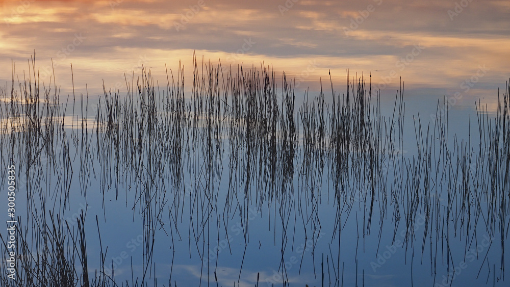 Reeds and reflections in calm water of Nine Mile Pond at sunrise in Everglades National Park, Florida.