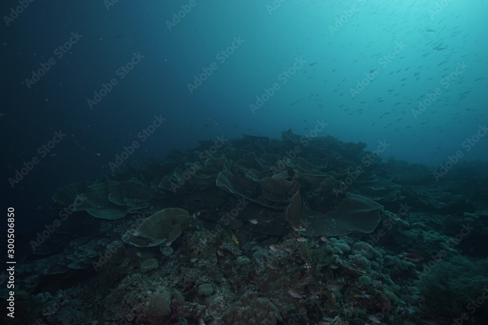 Fototapeta premium scuba diver and coral reef