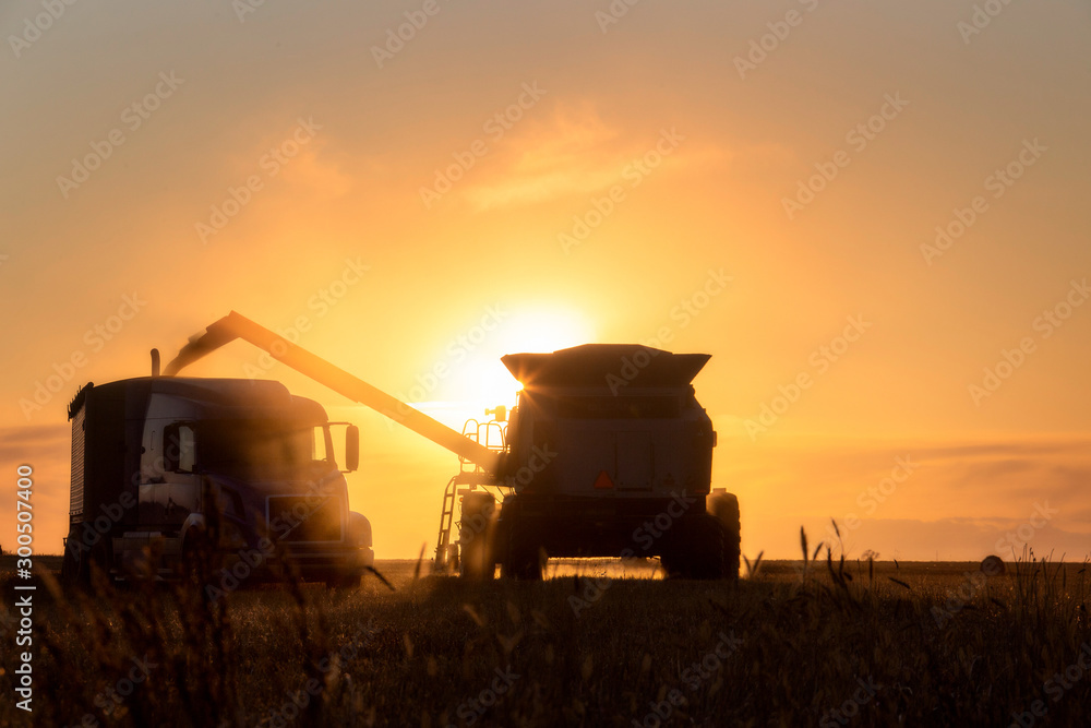 Fototapeta premium Harvest Sunset Canada
