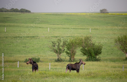 Prairie Moose Canada © pictureguy32