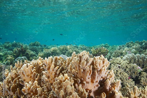 Fototapeta Naklejka Na Ścianę i Meble -  coral reef with tropical fish