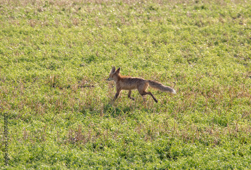 Wild Wet Fox Canada