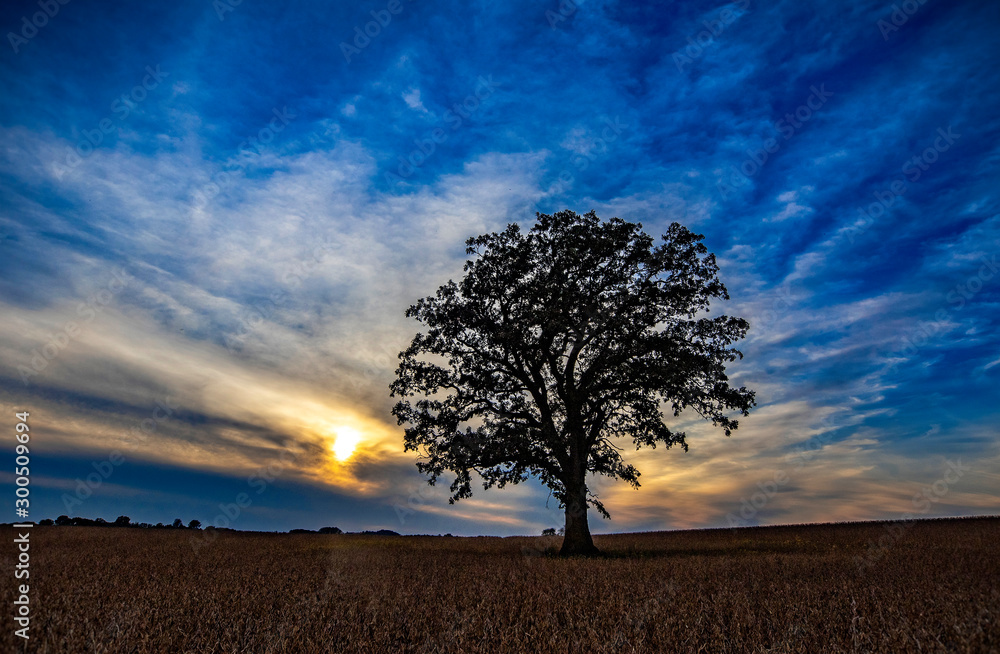 Large sole oak at sunset