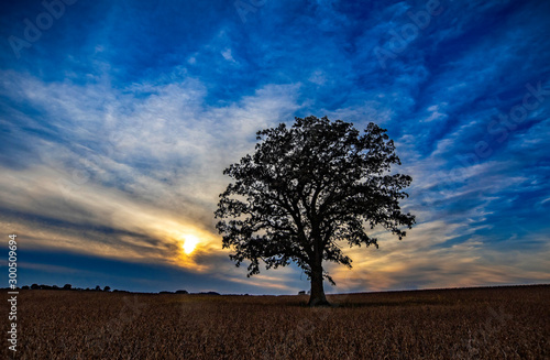 Large sole oak at sunset