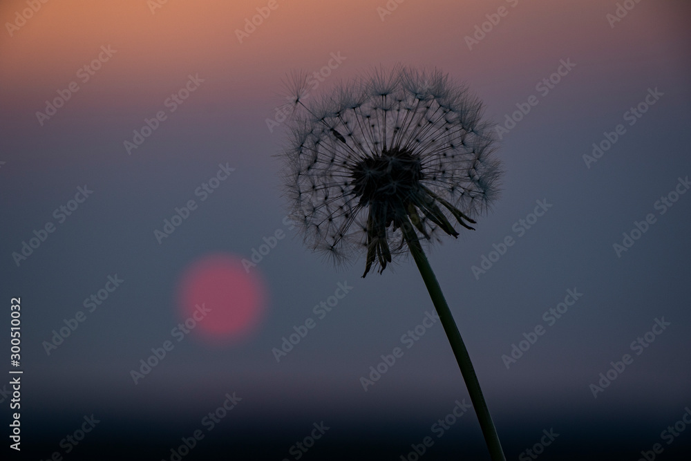 Dandelion at twilight