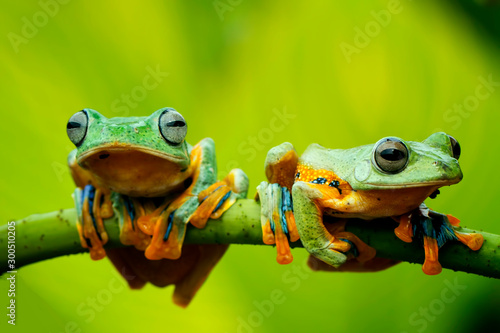 flying tree frog, wallace frog, rhacophorus reinwardtii