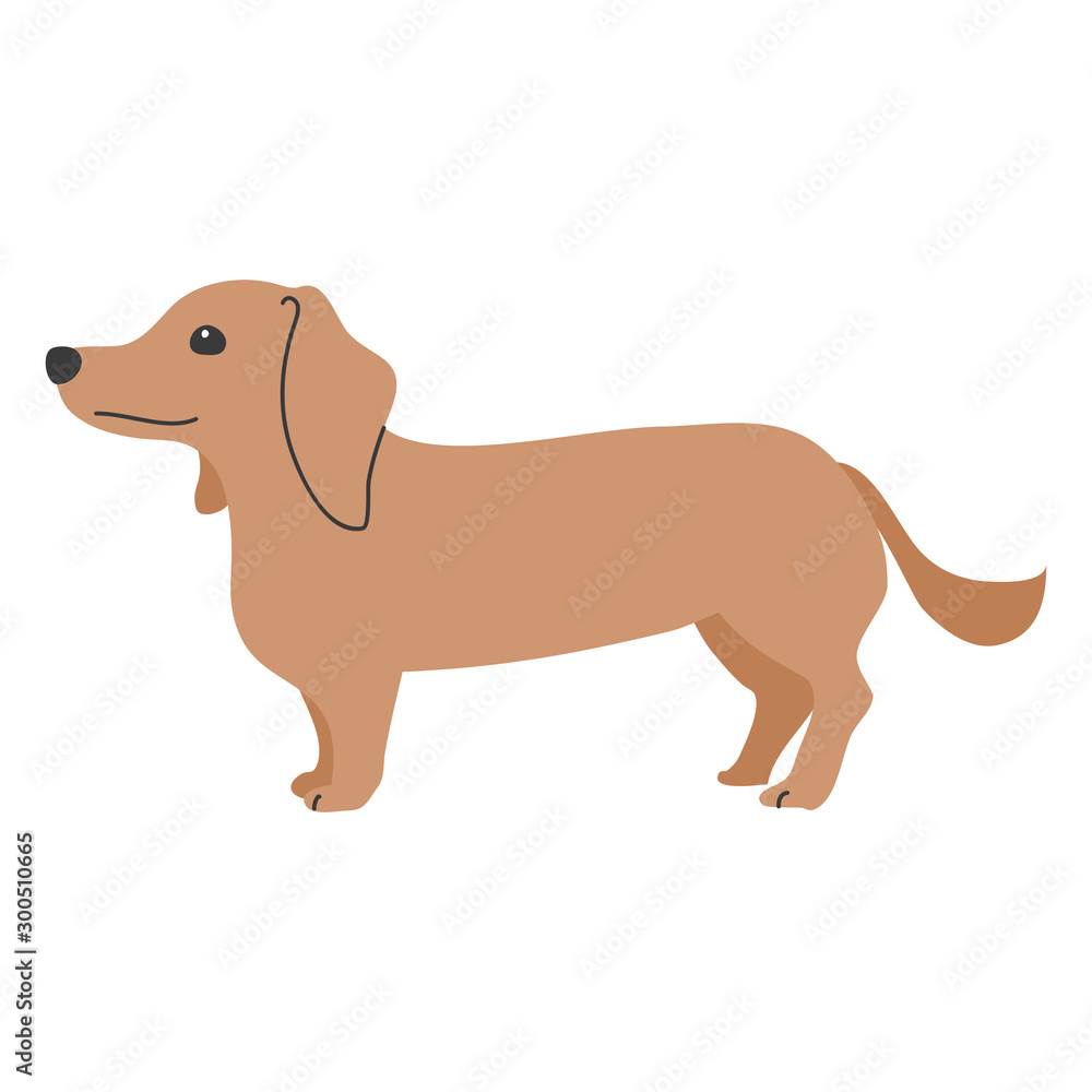 犬 ポーズ 表情 1匹 ミニチュアダックスフンド 犬 ポーズ 表情 1匹 ミニチュアダックスフンド