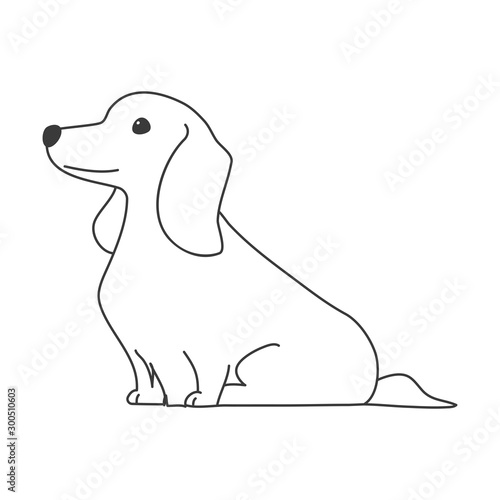 犬　ポーズ　表情　１匹　ミニチュアダックスフンド　おすわり