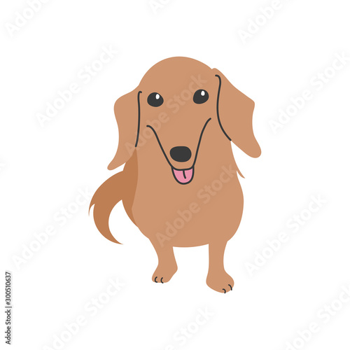 犬　ポーズ　表情　１匹　ミニチュアダックスフンド　おすわり