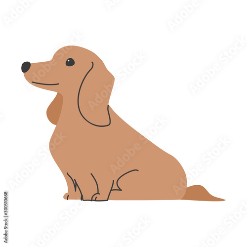 犬　ポーズ　表情　１匹　ミニチュアダックスフンド　おすわり