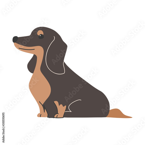 犬　ポーズ　表情　１匹　ミニチュアダックスフンド　おすわり