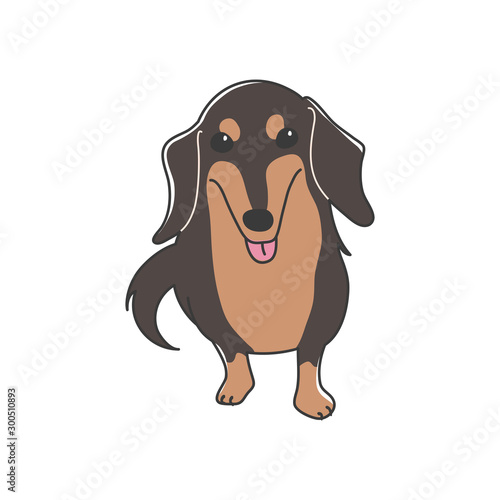 犬　ポーズ　表情　１匹　ミニチュアダックスフンド　おすわり