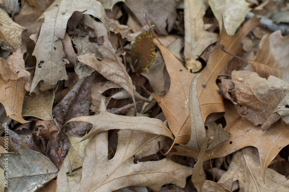 a dense layer of brown lifeless leaves covers the forest floor a dense layer of brown lifeless leaves covers the forest floor