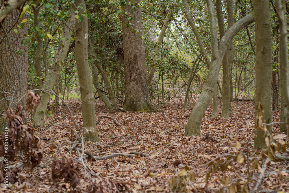 view of a thin forrest with undergrowth and fallen leaves blanketing the floor view of a thin forrest with undergrowth and fallen leaves blanketing the floor