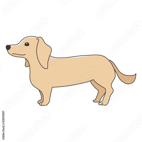 犬　ポーズ　表情　１匹　ミニチュアダックスフンド　立つ