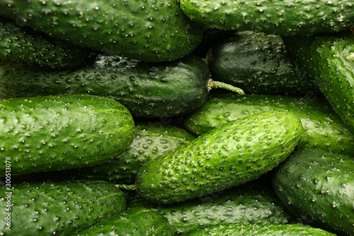 Fresh green cucumbers as background