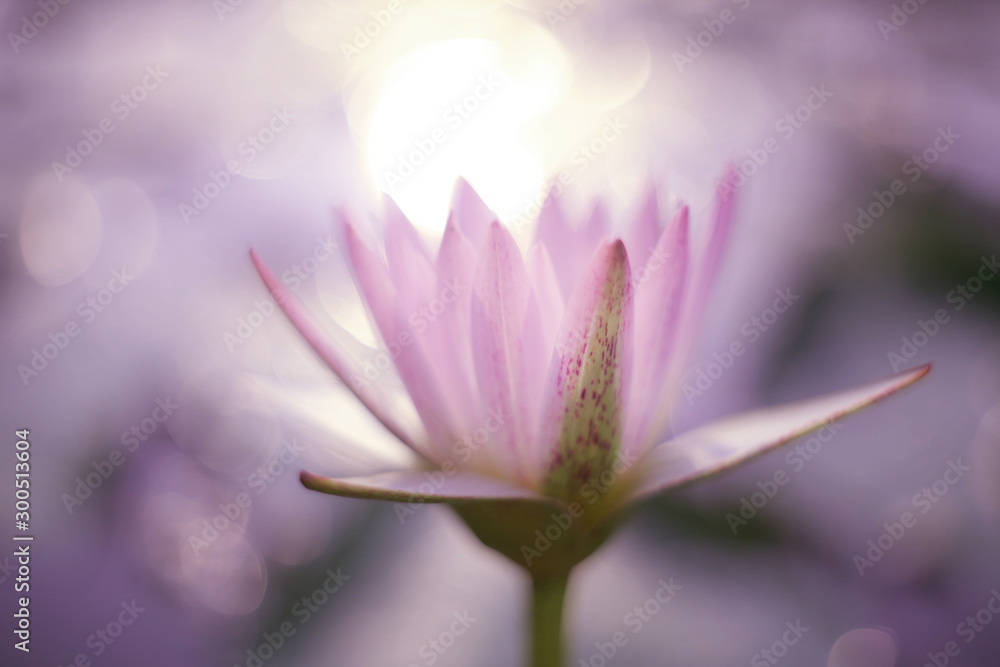 The pink lotus that just blooms in the morning sun is very fresh and refined