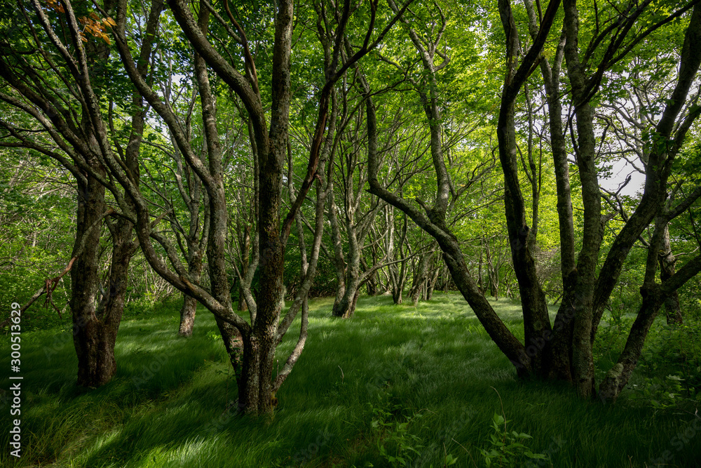 Grove of Trees with Tall Grass