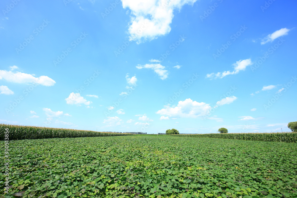 Sweet potatoes grow in the fields Stock Photo Adobe Stock