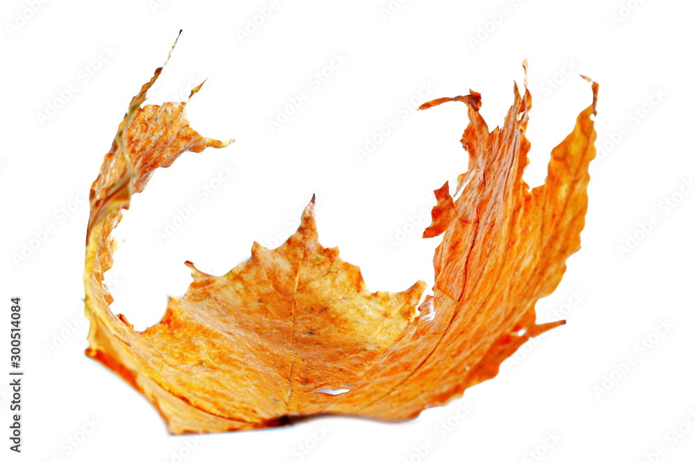 Lying bright orange autumn natural maple leaf rolled into tube on white background with empty copy space. Isolated for insert in design your autumn background, backdrop, image, picture or text Lying bright orange autumn natural maple leaf rolled into tube on white background with empty copy space. Isolated for insert in design your autumn background, backdrop, image, picture or text