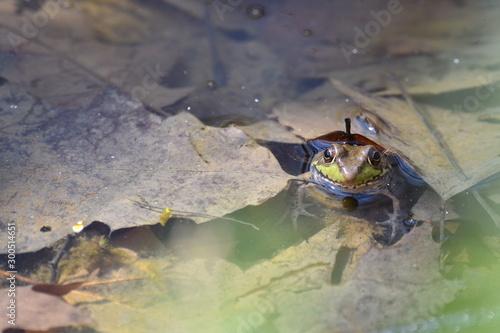 Frog under leaf in vernal pool