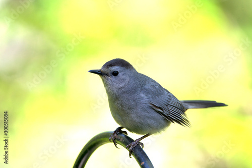 Cat Bird on feeder photo