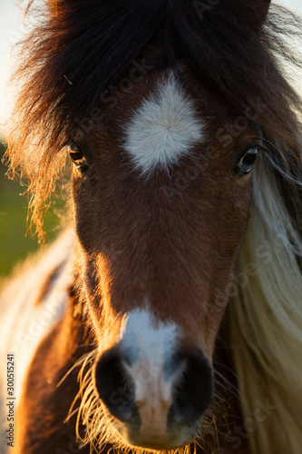 Horse Face