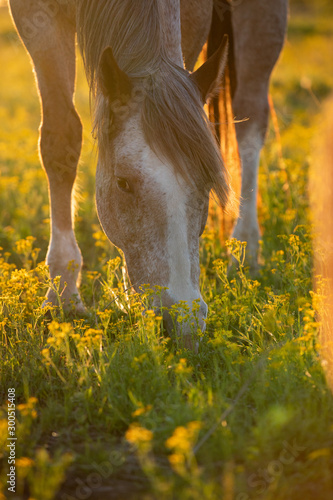 Horse in flowers