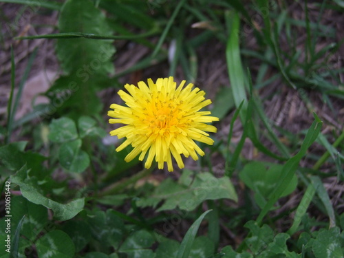 dandelion