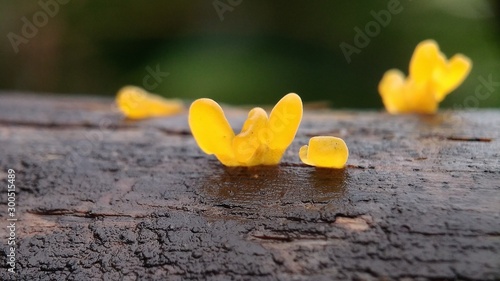 Yellow Mushroom Macro Photography