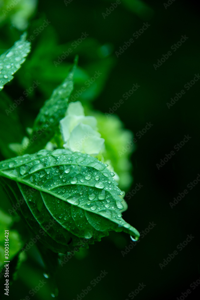 紫陽花 紫陽花